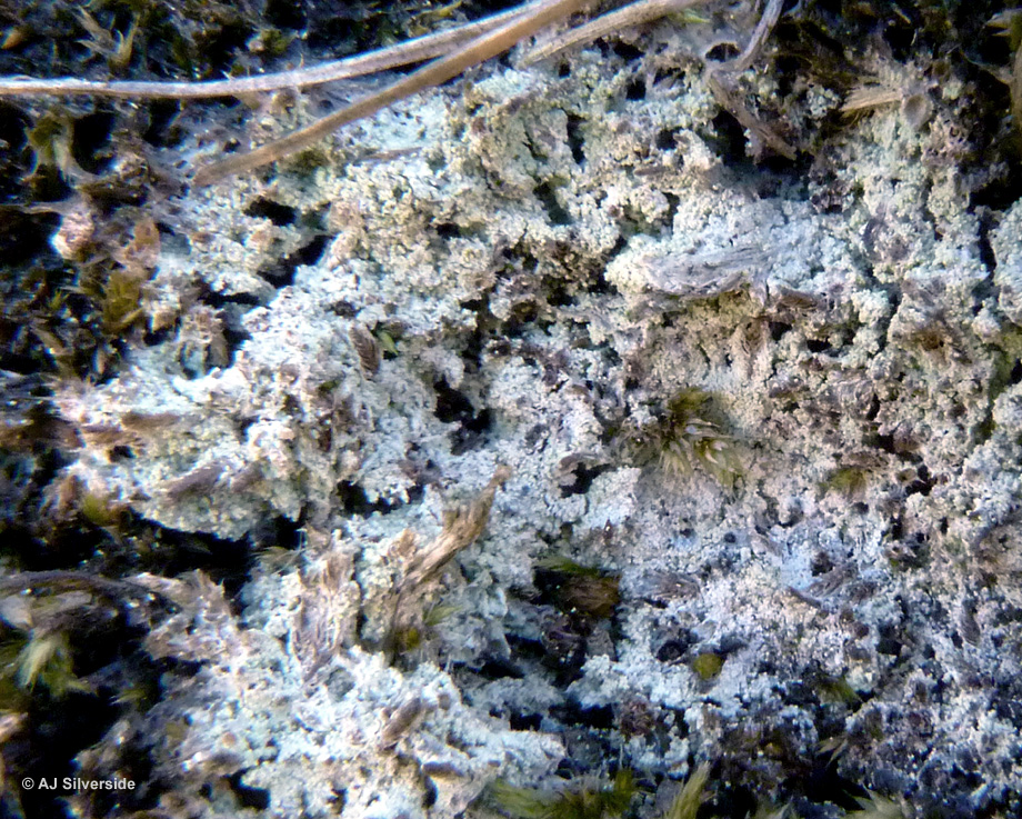 Представитель Семейства Megalariaceae